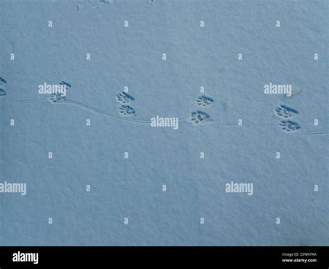 Raccoon tracks in the snow at the Waterfront Park in Leavenworth ...