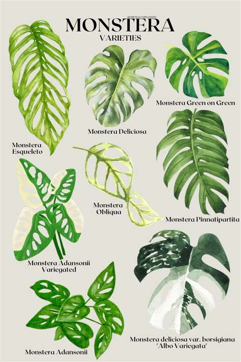 Monstera Varieties | Exotic plants, Cool plants, Pretty plants