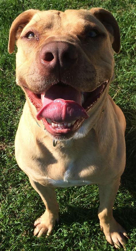 Carter - Large Male Pit Bull x Staffordshire Bull Terrier Mix Dog in ...