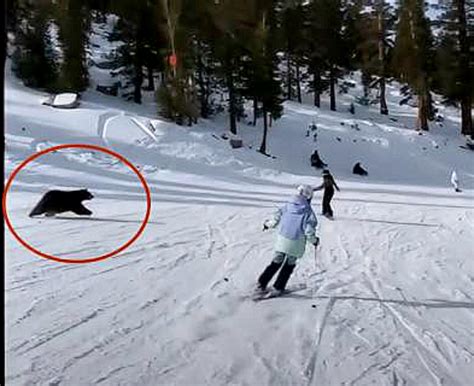 A Bear on the slopes at Heavenly ski resort? Yes, it really happened