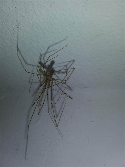 Do long bodied cellar spiders bite - mmopolf