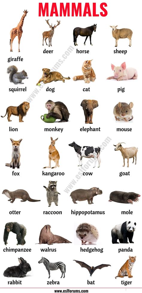 Mammals: List of Mammals in English with ESL Picture! | Animals name in ...