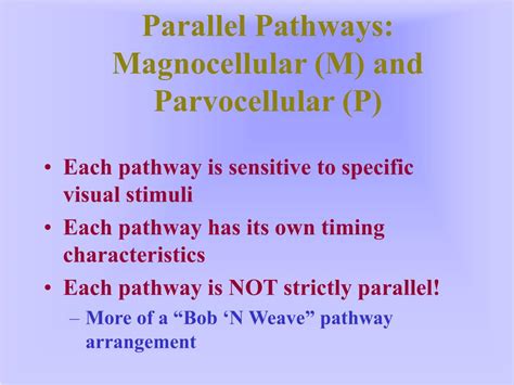 Image result for How Parvocellular Cells Function