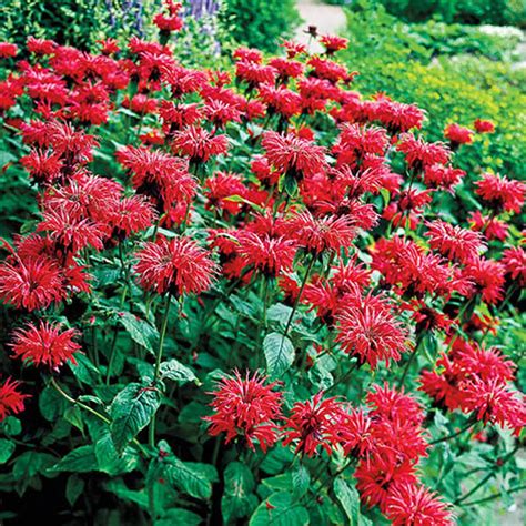 Monarda Didyma 'jacob Cline' Bee Balm 3 Well Rooted Starter Plants ...