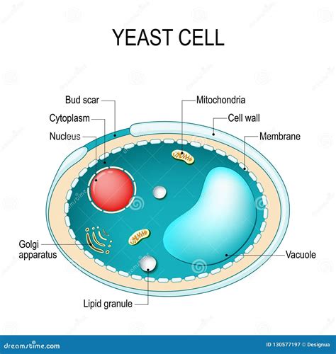 Structure Of Candida Albicans. Infographics. Vector Illustration On Background | CartoonDealer ...