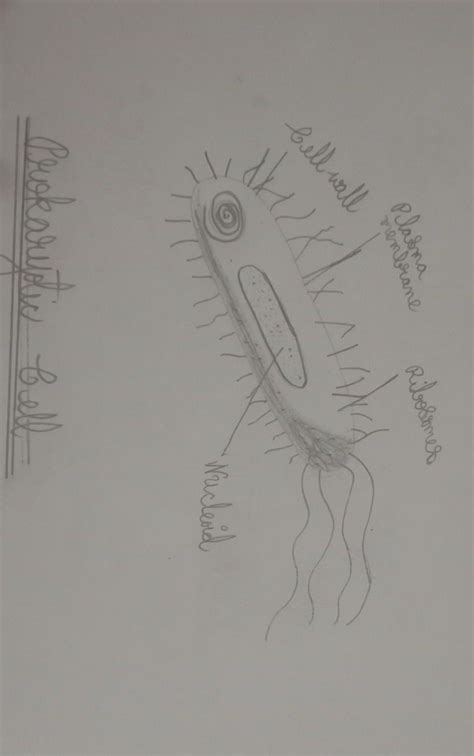 diagram of prokaryotic cell - Brainly.in