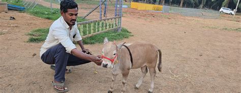 "Discover rare miniature cattle breeds like Micro Mini Cows, Punganur ...