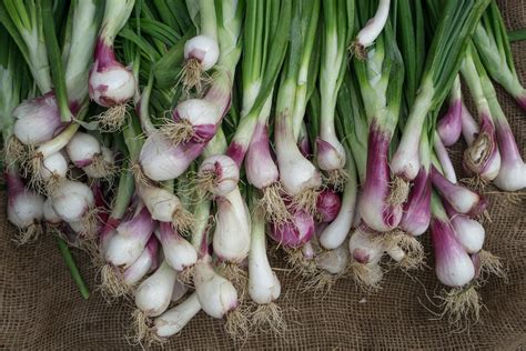 Distinct Differences Between Scallions, Green Onions, Spring Onions, Garlic, Scapes, Ramps, and ...