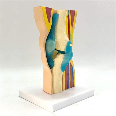 Bezax Educational Model Flexible Human Knee Joint Function Model Knee ...