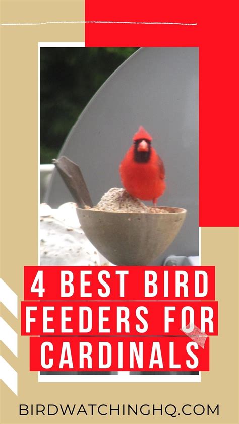 Attract Beautiful Cardinals with These Top Bird Feeders