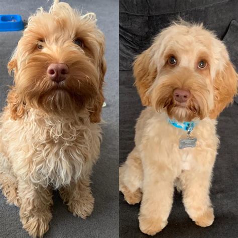 Image result for Groom Cockapoo Feet