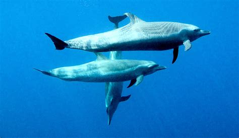 Dolphin 的图像结果