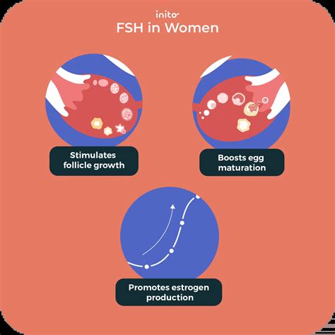 Follicle Stimulating Hormone (FSH): Levels, Test, and Abnormalities
