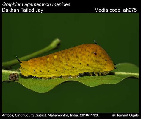 Graphium agamemnon | Butterfly