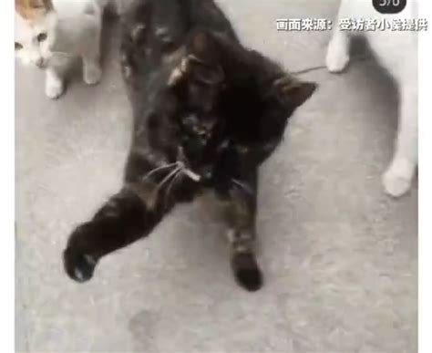 倒霉蛋！武大学生喂猫被抓打针花500元，武大流浪猫组织：减少无序投喂_腾讯新闻