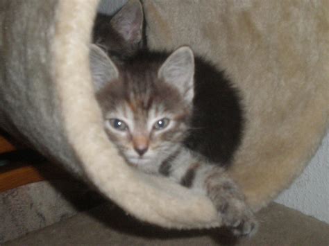 Maine Coon Mix Babys abzugeben in Ludwigsburg | Tiere | Kleinanzeigen