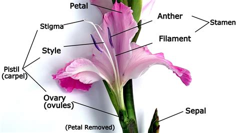 Lily Flower Anatomy Parts Of A Flower (Tiger Lily).ppt