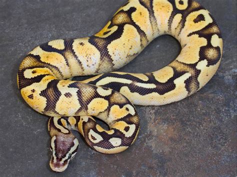Image result for Fire Pastel Ball Python