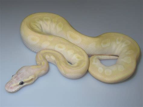 Image result for Crystal Ball Python