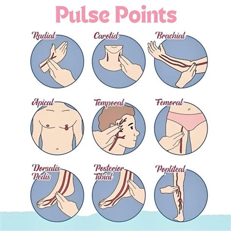 MedQuizZone on Instagram: "🧠Pulse Points refer to specific locations on ...