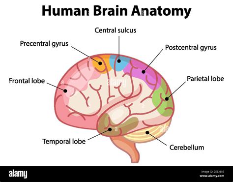 Image result for Brain Network Python