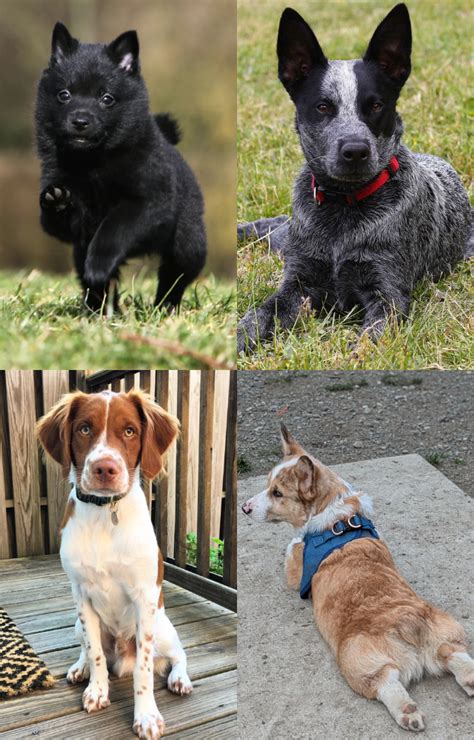 7 Dog Breeds Without Tails You Should Know About