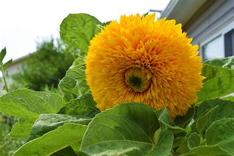 21 Types of Sunflowers: When to Plant, and Where to Grow & More
