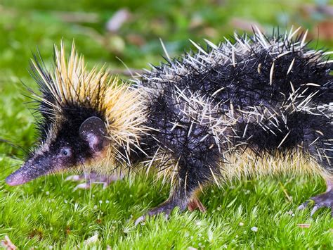 Low Lands Madagascar Lowland Streaked Tenrec (Hemicentetes