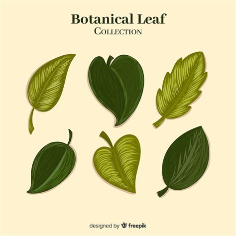 Daun sirih Images - Free Download on Freepik