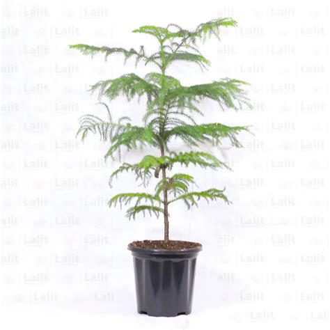 Christmas Tree (Araucaria Columnaris) - Plant – Lalit Enterprise