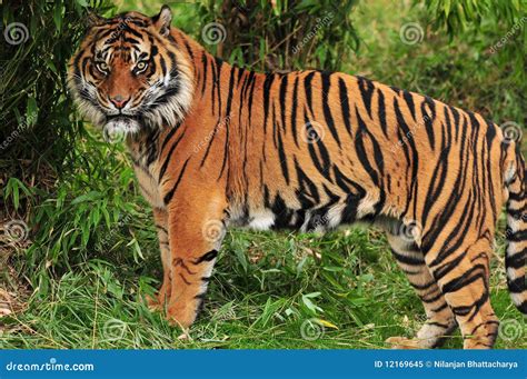 Tiger In The Jungle Royalty Free Stock Photo - Image: 12169645