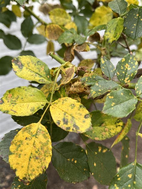 Yellow Leaves On Rose