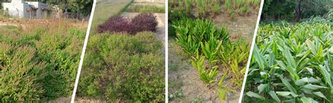 GR-MAPs | Online Genomics Resource for Medicinal and Aromatic Plants