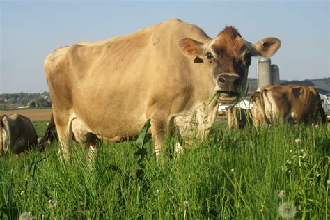 What is A2A2 milk? - Farmstead Acres LLC