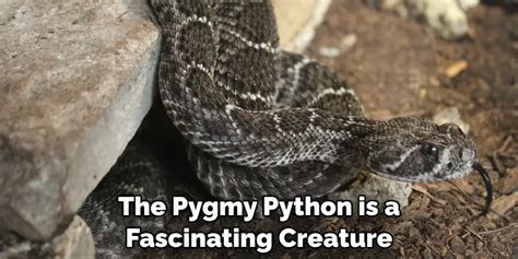 Image result for Pygmy Python