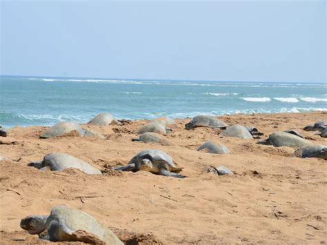 Endangered Olive Ridley Turtles Arrive At Odisha Coast For Mass Nestling