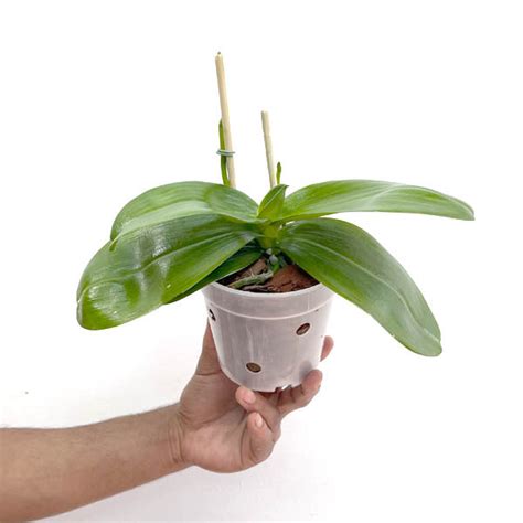 Blooming Orchids & Flowering Plants | Buy Orchid Plants With Flowers ...