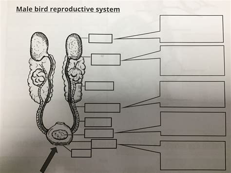 Image result for Male Bird Reproductive System