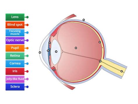 Image result for Visual Inspection Eye Structure Labeled