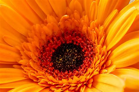 Vibrant Orange Objects in Nature & Life | ColorPsychology