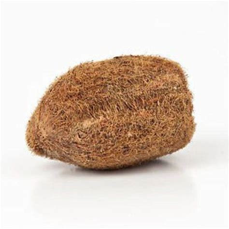 Anshika International Ekakshi Nariyal |Ekakshi Nariyal Original ...