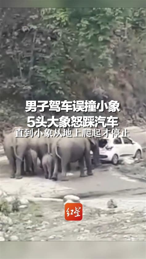 男子驾车误撞小象，5头大象怒踩汽车，直到小象从地上爬起才停止_凤凰网视频_凤凰网