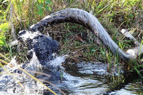 Image result for Florida Python vs Gator