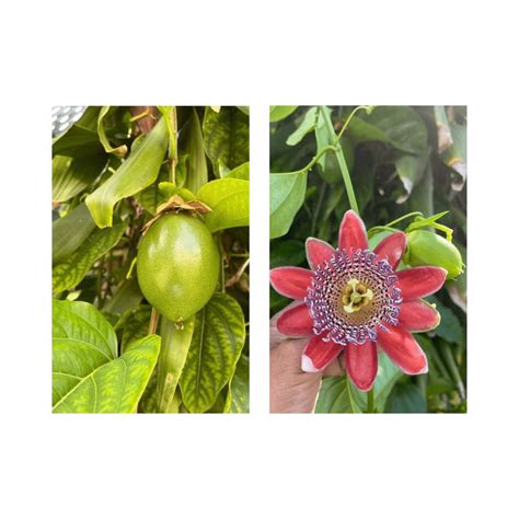 Mountain Sweet Granadilla Plant Exotic Passiflora ligularis from Guate ...