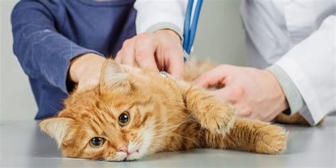 Las 10 enfermedades más comunes en gatos