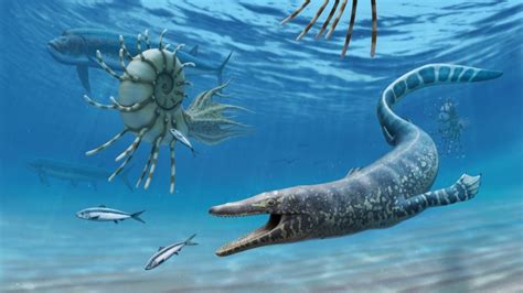 Image result for Ancient Shell Sea Creature