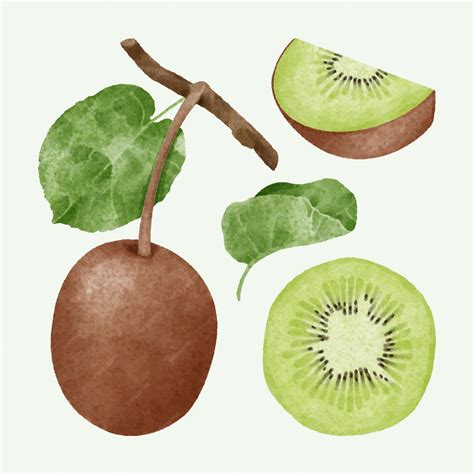 Hand drawn watercolor kiwi collection | Premium Vector