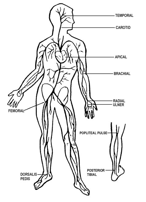 Diagram Of Pulse Sites at Terry Camacho blog