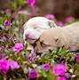 Image result for Baby Animals in Flowers Facebook Cover