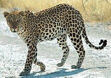Image result for API Pothi